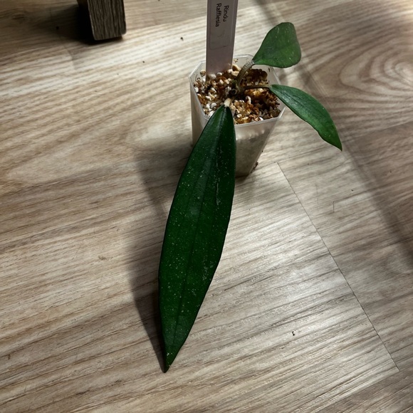 Hoya Rindu Rafflesia - Picture 4 of 7